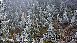 F052675: Waldbild mit Raureif