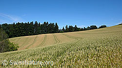 F053073: Getreidefeld