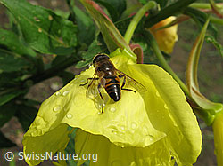 Zweijährige Nachtkerze (Oenothera biennis)