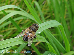 Mistbiene (Eristalis tenax) (F053635)