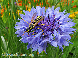 Französische Feldwespe (Polistes dominula) an Gemeines Leinkraut (Linaria vulgaris)