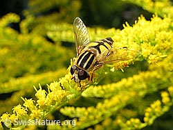 Grosse Sumpfschwebfliege (Helophilus trivittatus) auf Kanadische Goldrute (Solidago canadensis)