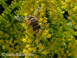 Mistbiene (Eristalis tenax)