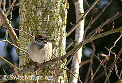 Haussperling (Passer domesticus) (17.11.2007, F053736)