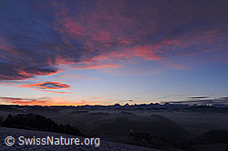 F054313: Morgenstimmung mit Morgenrot, Nebelmeer und Alpenkette
