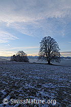 F054325: Winterliche Landschaft mit Baum