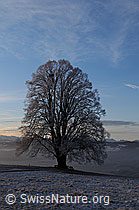 F054327: Mächtige Linde