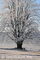 F054344: Grosse Linde mit Raureif