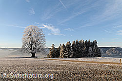 F054350: Morgenstimmung in Raureiflandschaft