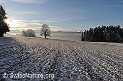 F054357: Morgenstimmung in Winterlandschaft mir Linde