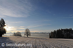F054358: Winterliche Morgenstimmung mit Baum