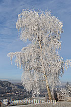 F054368: Birke mit Raureif