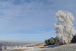 F054372: Raureiflandschaft mit Birke