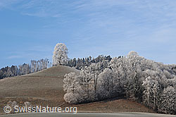 F054386: Hügel mit Linde und Buchenhecke