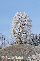 F054389: Raureifbild: Linde auf Hügel