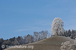 F054391: Baum auf Hügel in Raureiflandschaft