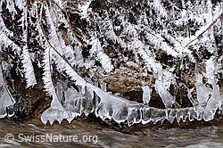 F054561: Natürliche Kunstwerke aus Eis (Eisbirne)