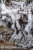 F054563: Frost