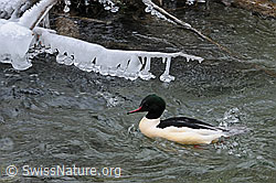 Foto: Schwimmende Reiherente (Aythya fuligula) und Eisgebilde (Eisbirne)