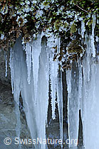 F054630: Eiszapfen und Moos mit Raureif