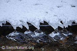 F054689: Eisskulpturen (Eisbirnen) im Wasser