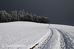 F054767: Wald und Weg in Winterlandschaft