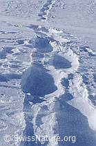 F055550: Schneeverfrachtung über Schneeschuhspur