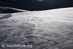 F055555: Wind fegt über Schneefläche