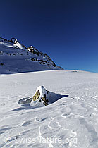 F055604: Felsblock in Schneefläche