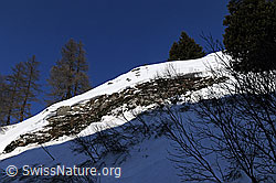 F055686: Anrissstelle eines Schneebretts