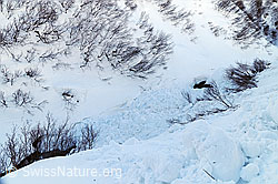 F055687: Nasschneerutsch in einer Schlucht