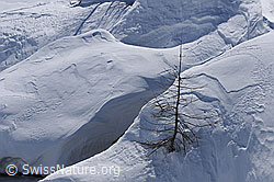 F056092: Junge Lärche in Schneeverwehung