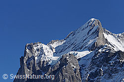 Foto: Scheideggwetterhorn, Wetterhorn und Gutzgletscher