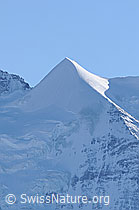 Foto: Silberhorn