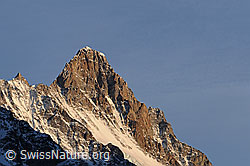 F056356: Schreckhorn im Abendlicht
