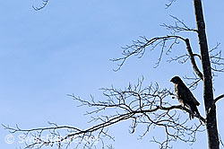Foto: Raubvogel: Mäusebussard