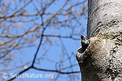 Foto: Star (Sturnus vulgaris) in Baumhöhle