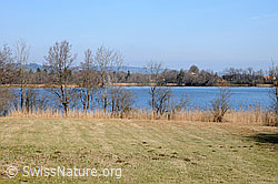 F056578: Riedlandschaft am Amsoldingersee