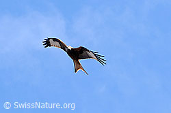 Foto: Rotmilan (Milvus milvus) im Flug