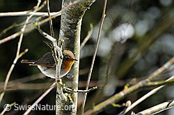 Rotkehlchen (F056631)