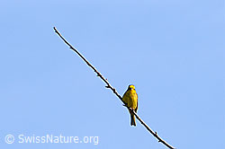 Foto: Singvogel auf Zweig sitzend