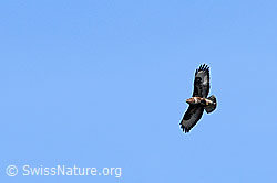 Foto: Raubvogel im Flug