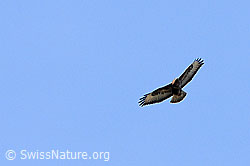 Foto: Mäusebussard (Buteo buteo)