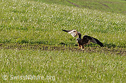 Foto: Rotmilan (Milvus milvus) bei der Landung