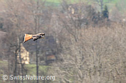 Foto: Rotmilan (Milvus milvus) über dem Jagdrevier