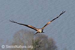 Foto: Rotmilan (Milvus milvus) im Anflug