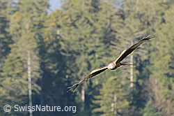 Foto: Rotmilan im Gleitflug