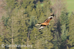 Foto: Rotmilan (Milvus milvus) auf der Jagd