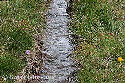 F056909: Wasserleite (Suone)