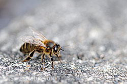 Honigbiene (Apis mellifera) (25.04.2008, F056919)